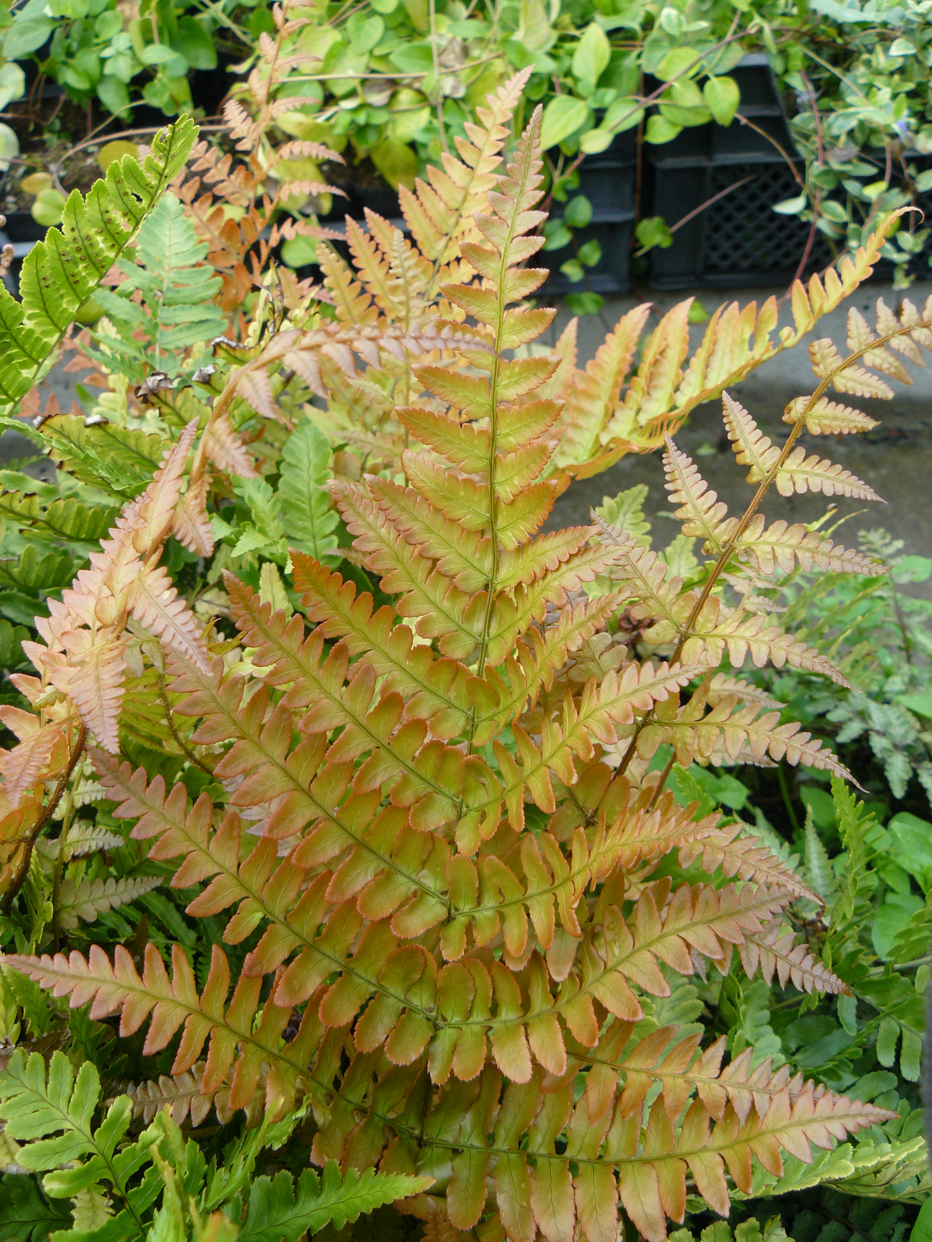 Dryopteris erythrosora - Klik op de afbeelding om het venster te sluiten